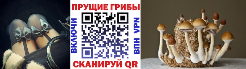 Купить закладки  Могоча  Галлюциногенные грибы Magic Shrooms 